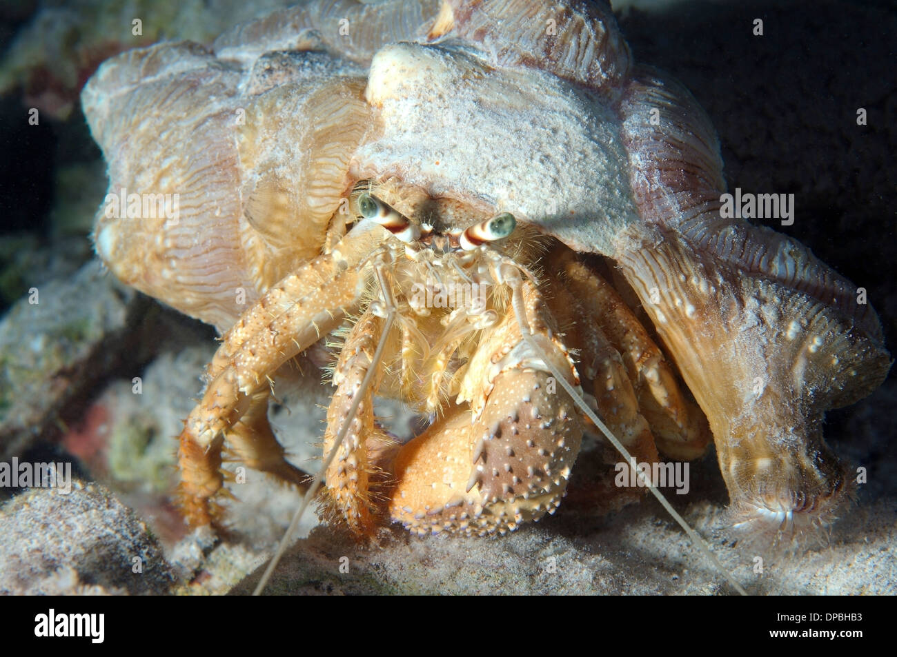 anemone hermit crab (Dardanus tinctor) Red sea, Egypt, Africa Stock Photo