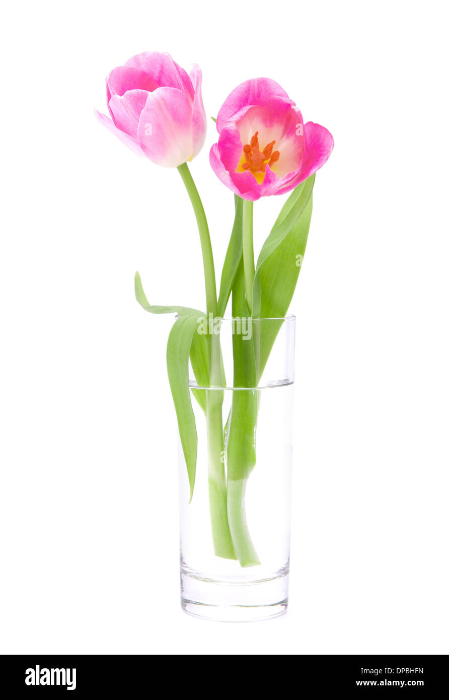 Pink tulips bouquet in vase isolated on white background Stock Photo ...