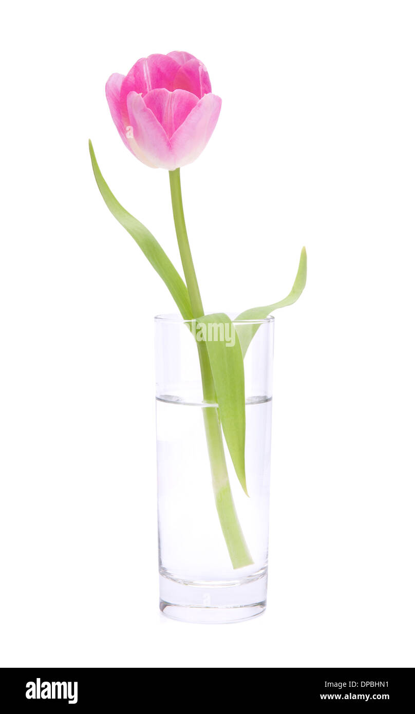 Pink tulip in vase isolated on white background Stock Photo - Alamy