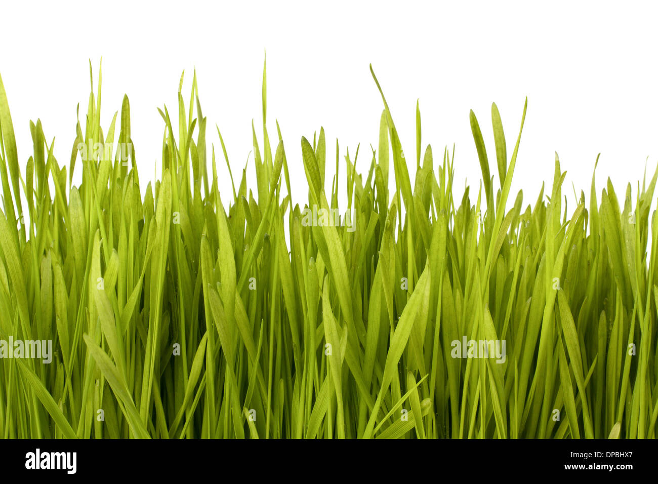 Grass silhouette isolated on white background Stock Photo - Alamy