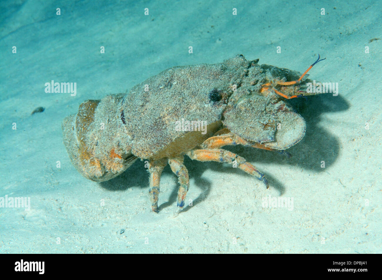 Mediterranean slipper lobster (Scyllarides latus) Red sea, Egypt Stock