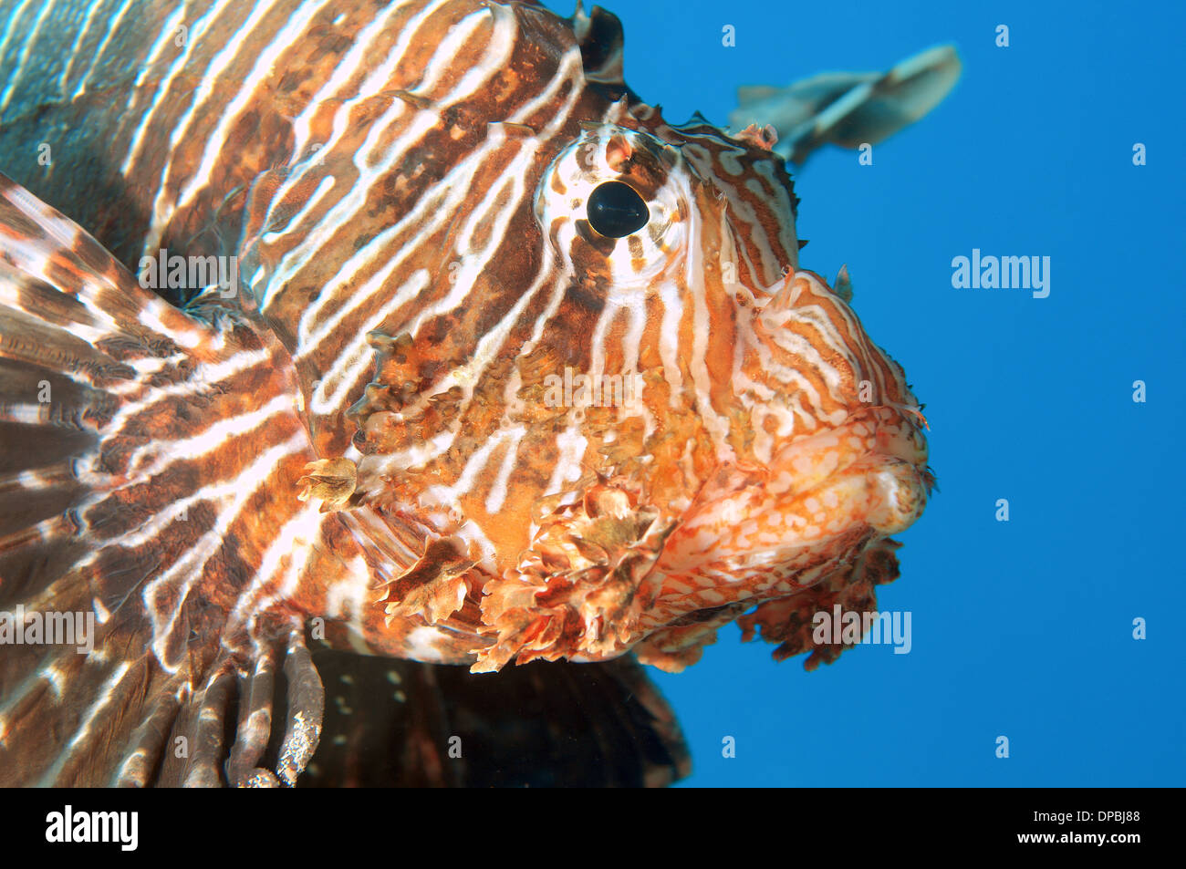 Red lionfish (Pterois volitans) Red Sea, Egypt, Africa Stock Photo