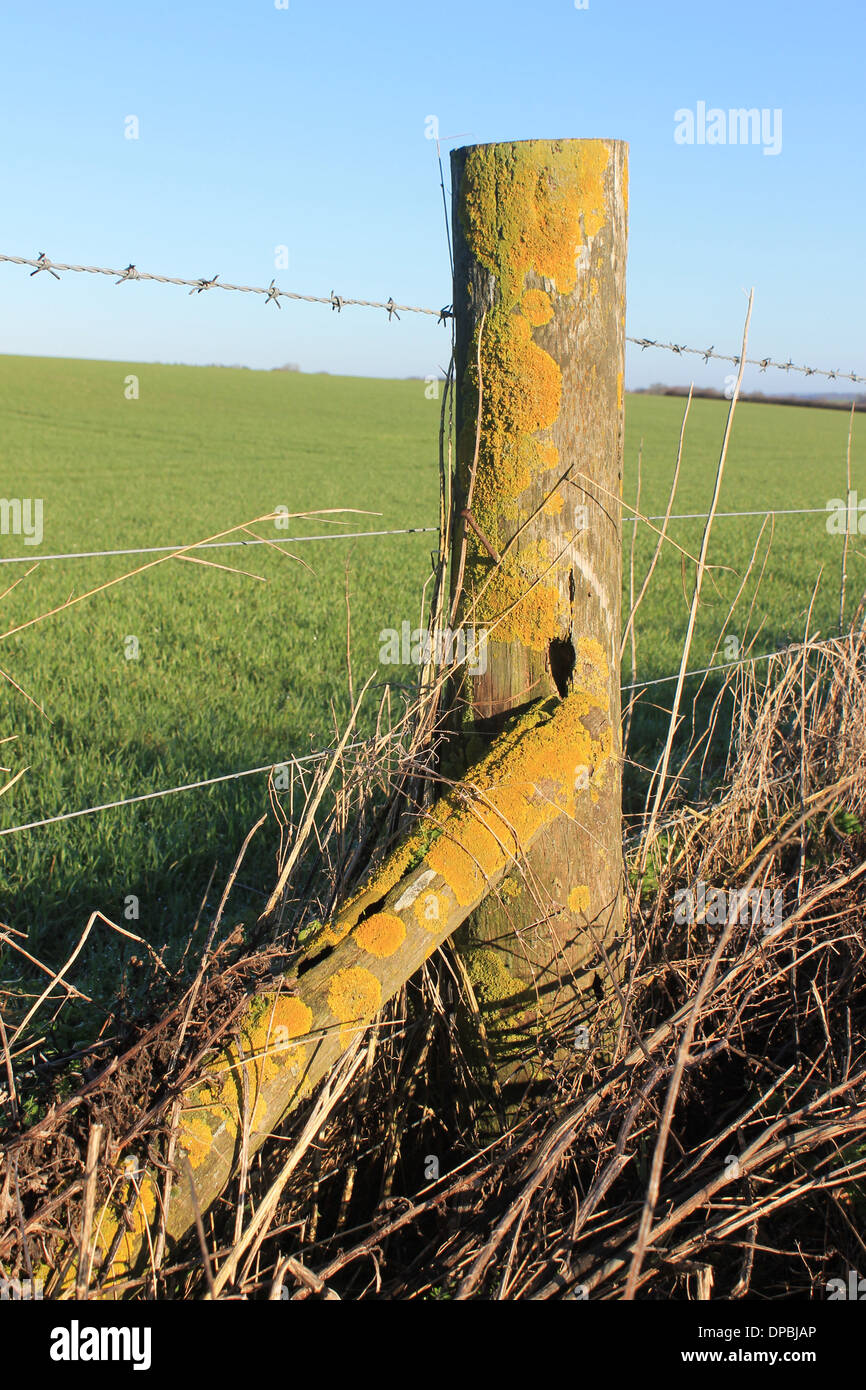 Fence post in early morning sunlight with lichens and dead winter grasses, Hampshire countryside, UK Stock Photo