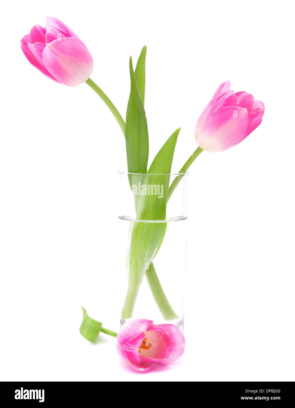 Pink tulips bouquet in vase isolated on white background Stock Photo ...