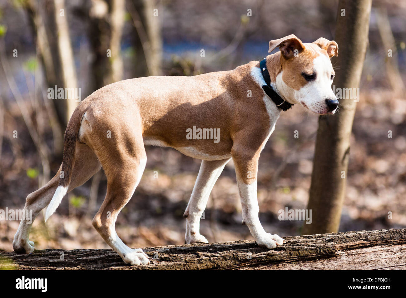 Staffordshire Bull Terrier. A dog wearing a collar walking outdoors. Stock Photo