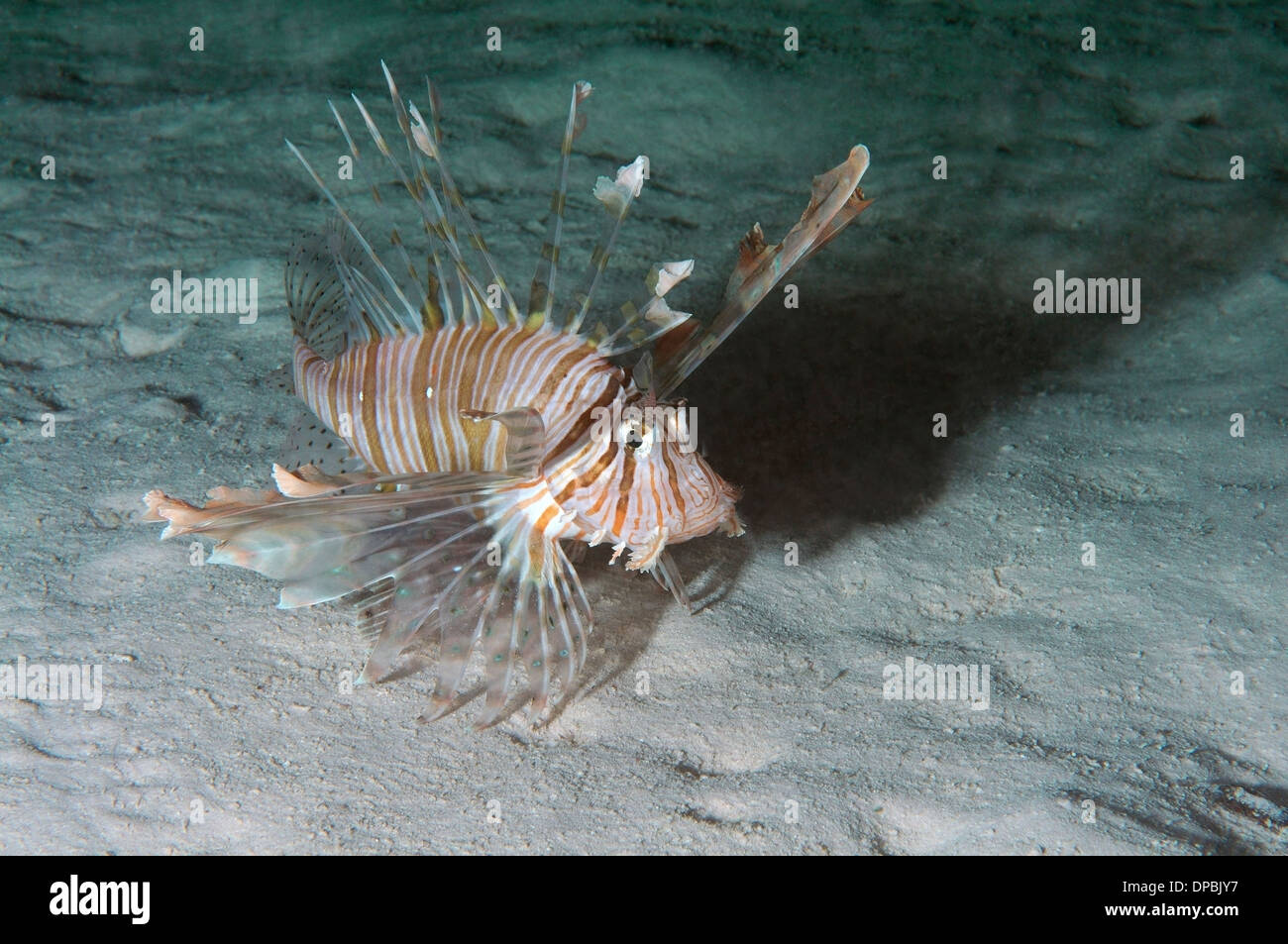 Red lionfish (Pterois volitans) in night diving. Red Sea, Egypt, Africa Stock Photo