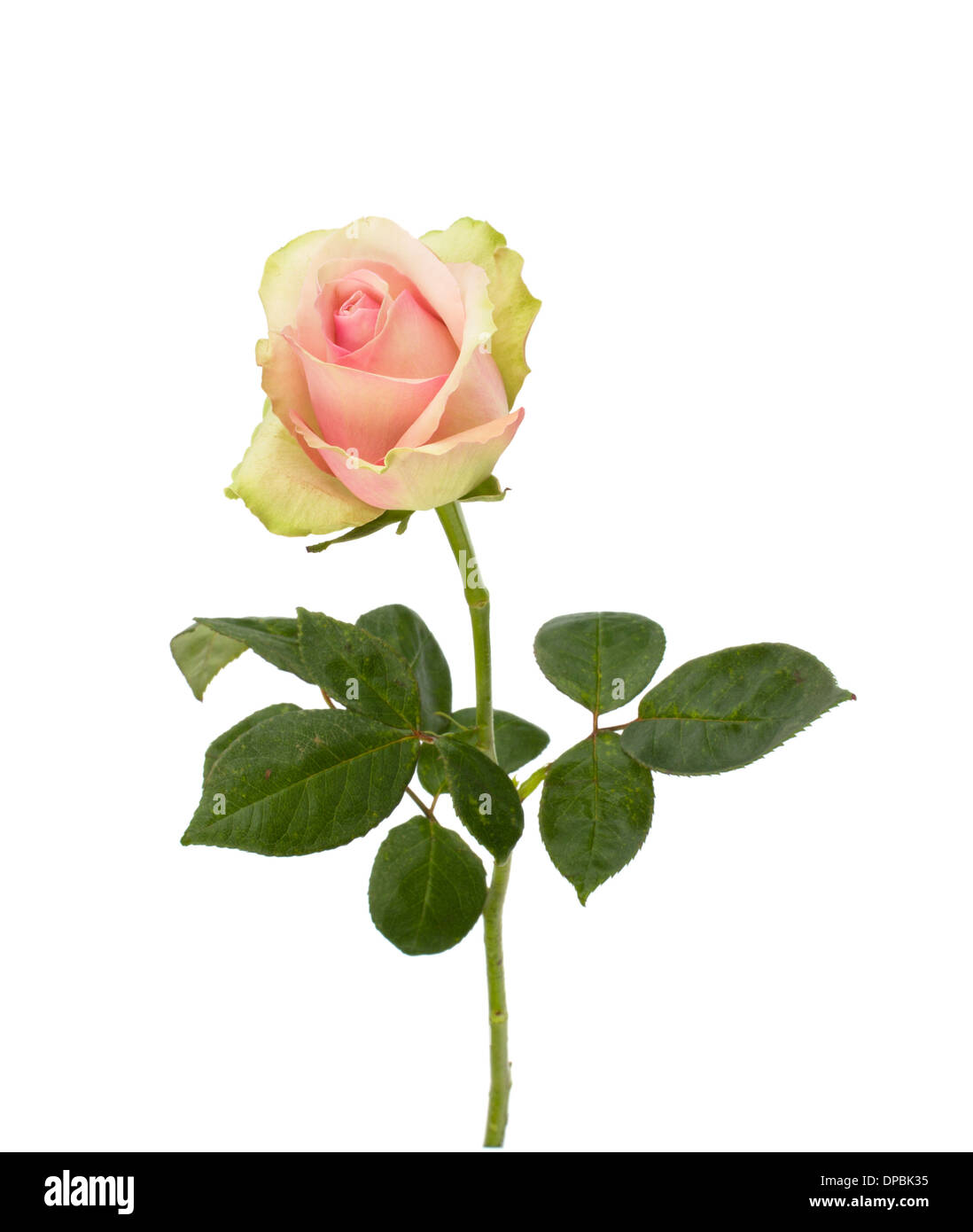 Beautiful rose isolated on white background Stock Photo - Alamy