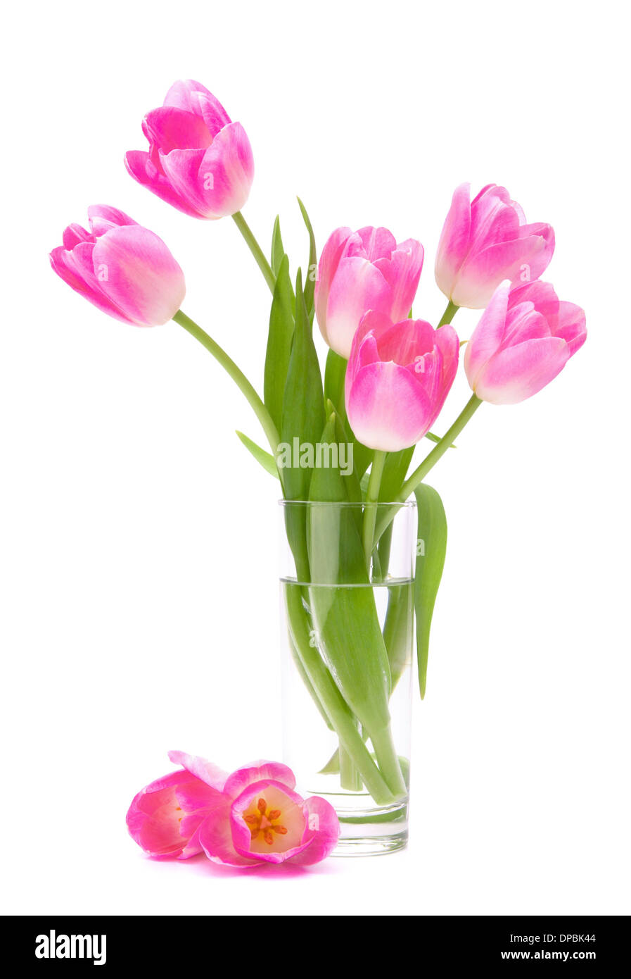 Pink tulips bouquet in vase isolated on white background Stock Photo ...