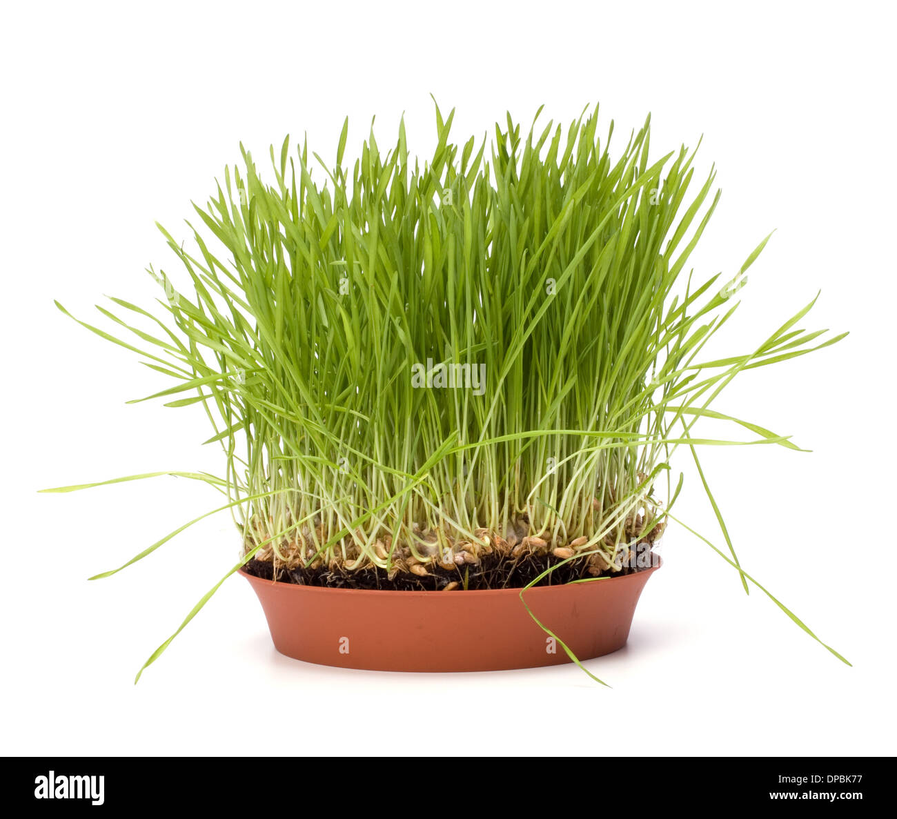 grass isolated on white background Stock Photo - Alamy
