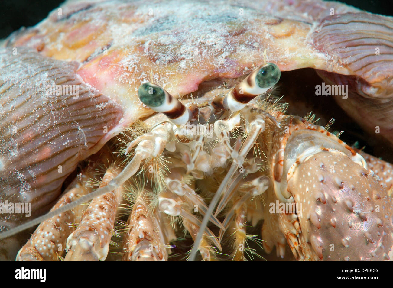 anemone hermit crab (Dardanus tinctor) Red sea, Egypt, Africa Stock Photo