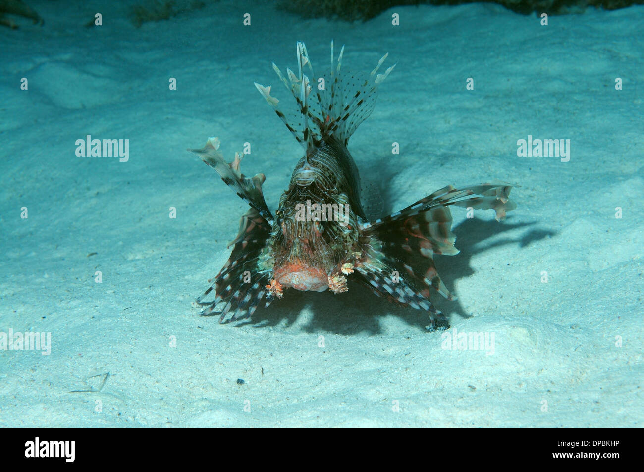 Red lionfish (Pterois volitans) in night diving. Red Sea, Egypt, Africa Stock Photo
