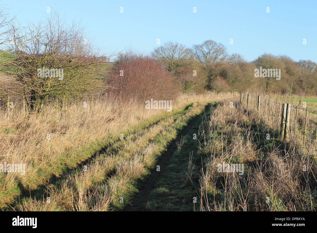 Winter hedgerow and tranquil country track near Longstock, Hampshire, UK Stock Photo