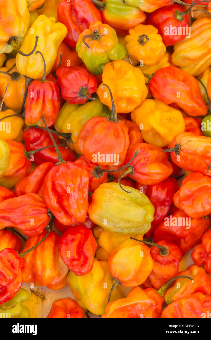 yellow and orange scotch bonnet chili peppers on display at a outdoor market, mulhouse, alsace, france, europe Stock Photo