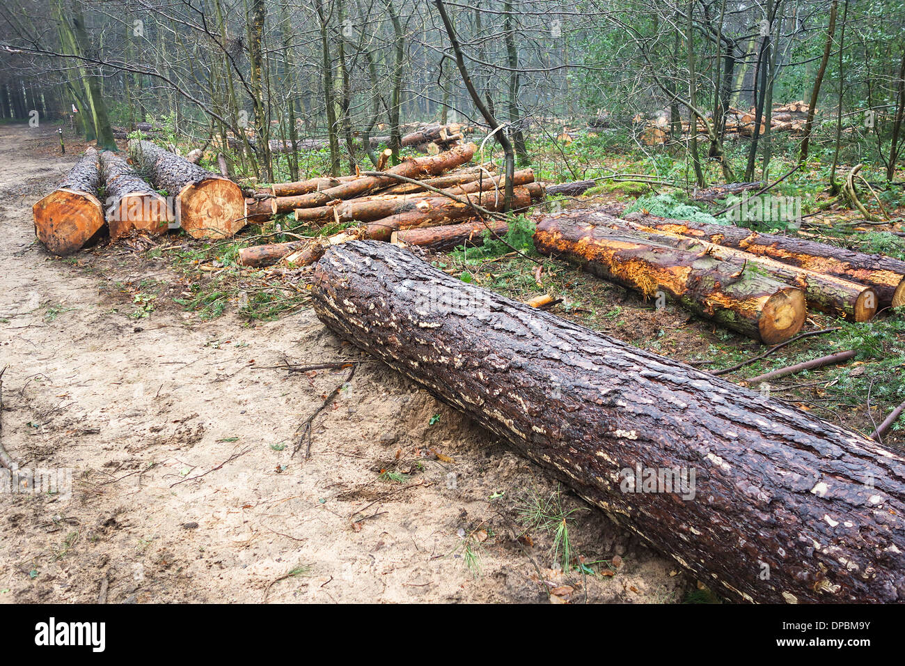 Woodland management works in Kingsford Country Park in South Staffordshire UK Stock Photo