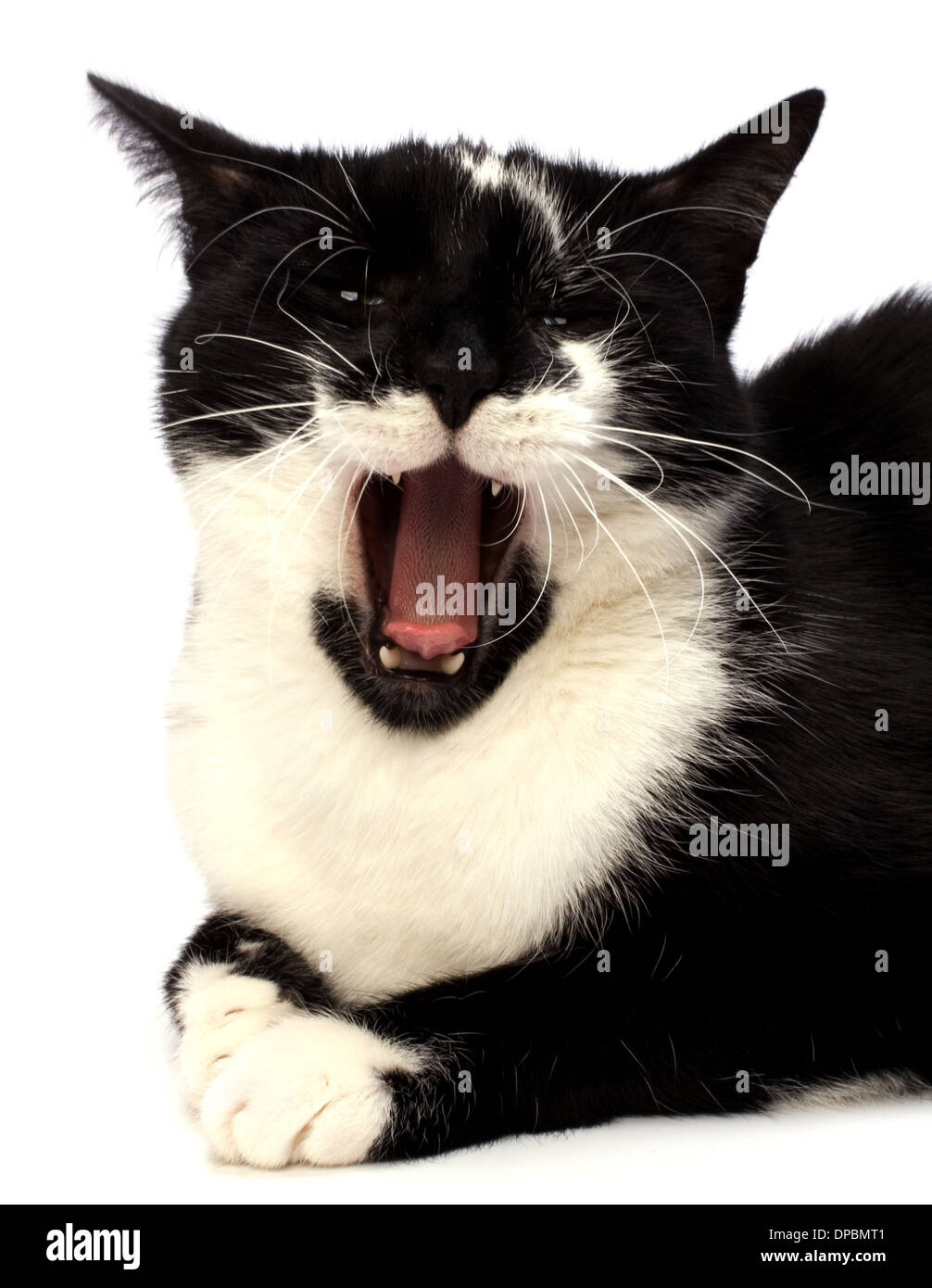 cat isolated on white background Stock Photo - Alamy