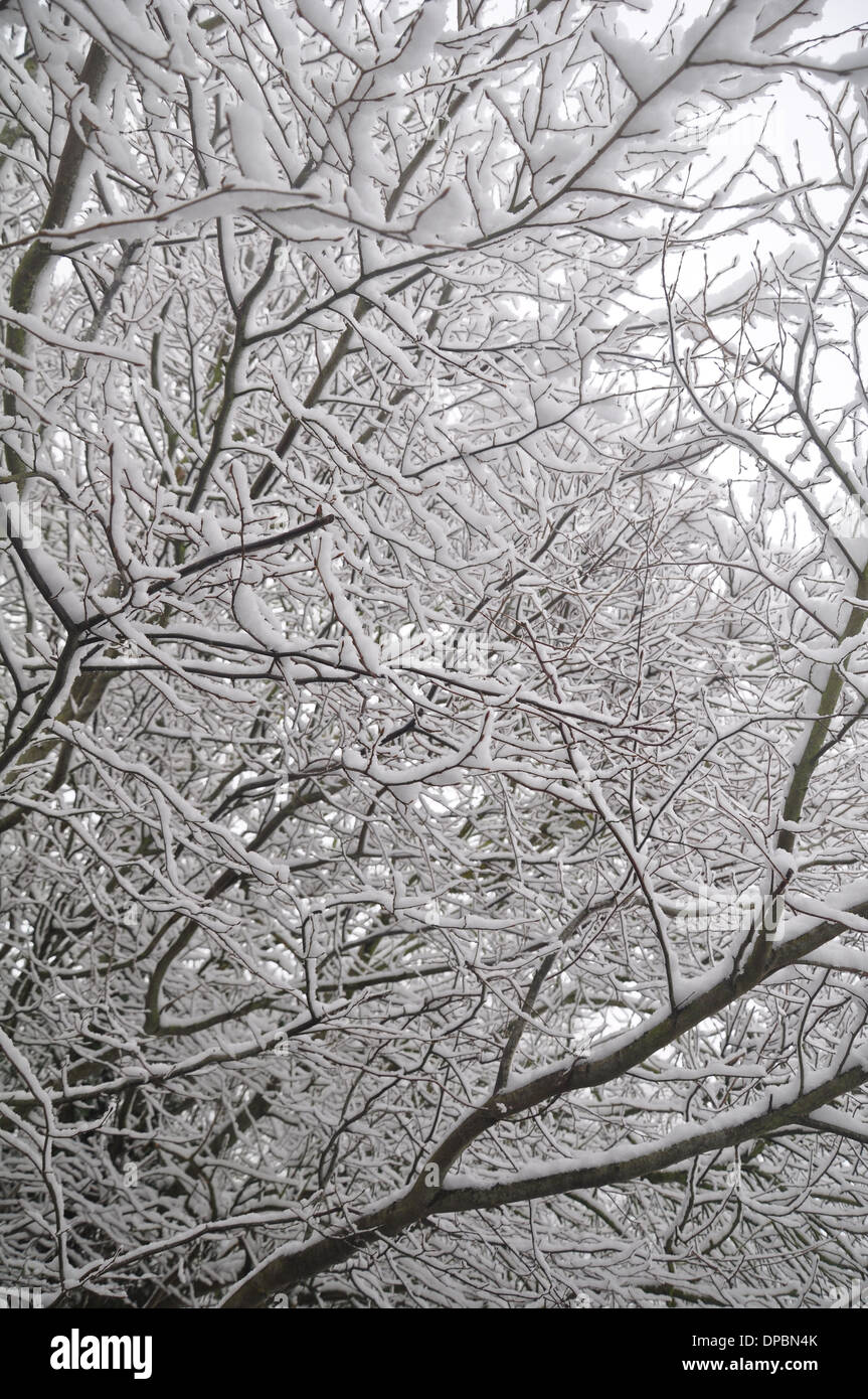 Snow in tree branches Stock Photo - Alamy