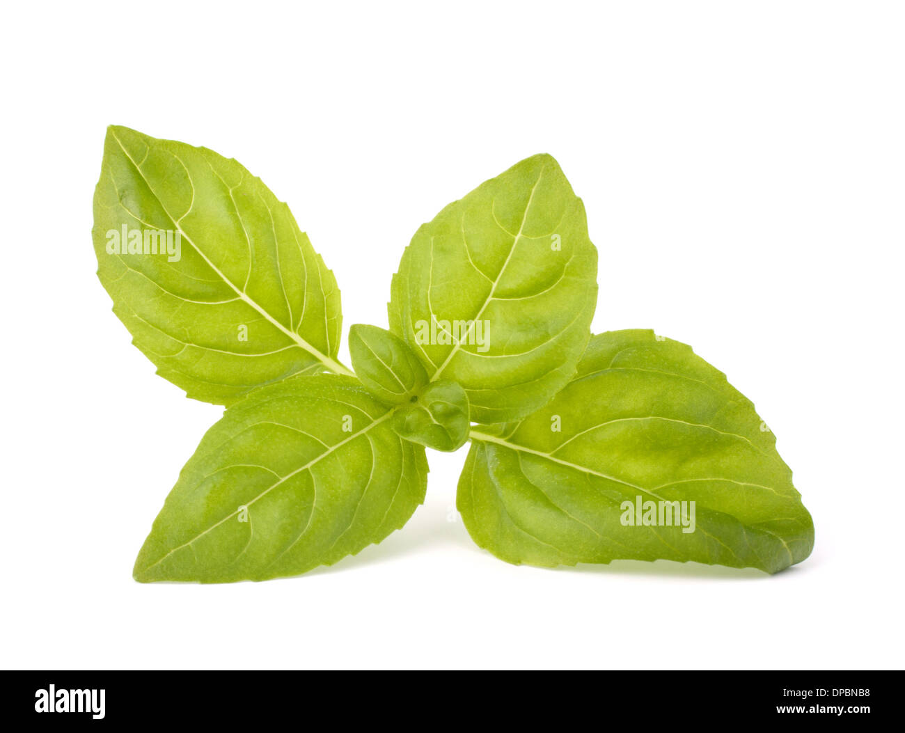 Sweet basil leaves isolated on white background Stock Photo Alamy