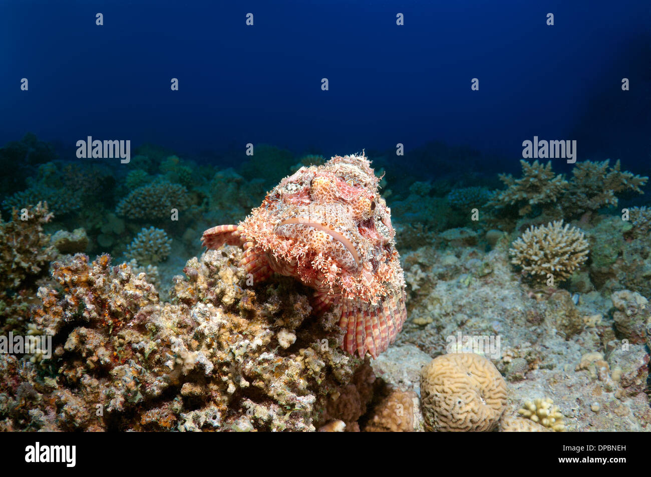 Tassled scorpionfish (Scorpaenopsis oxycephala), Red sea, Egypt, Africa Stock Photo