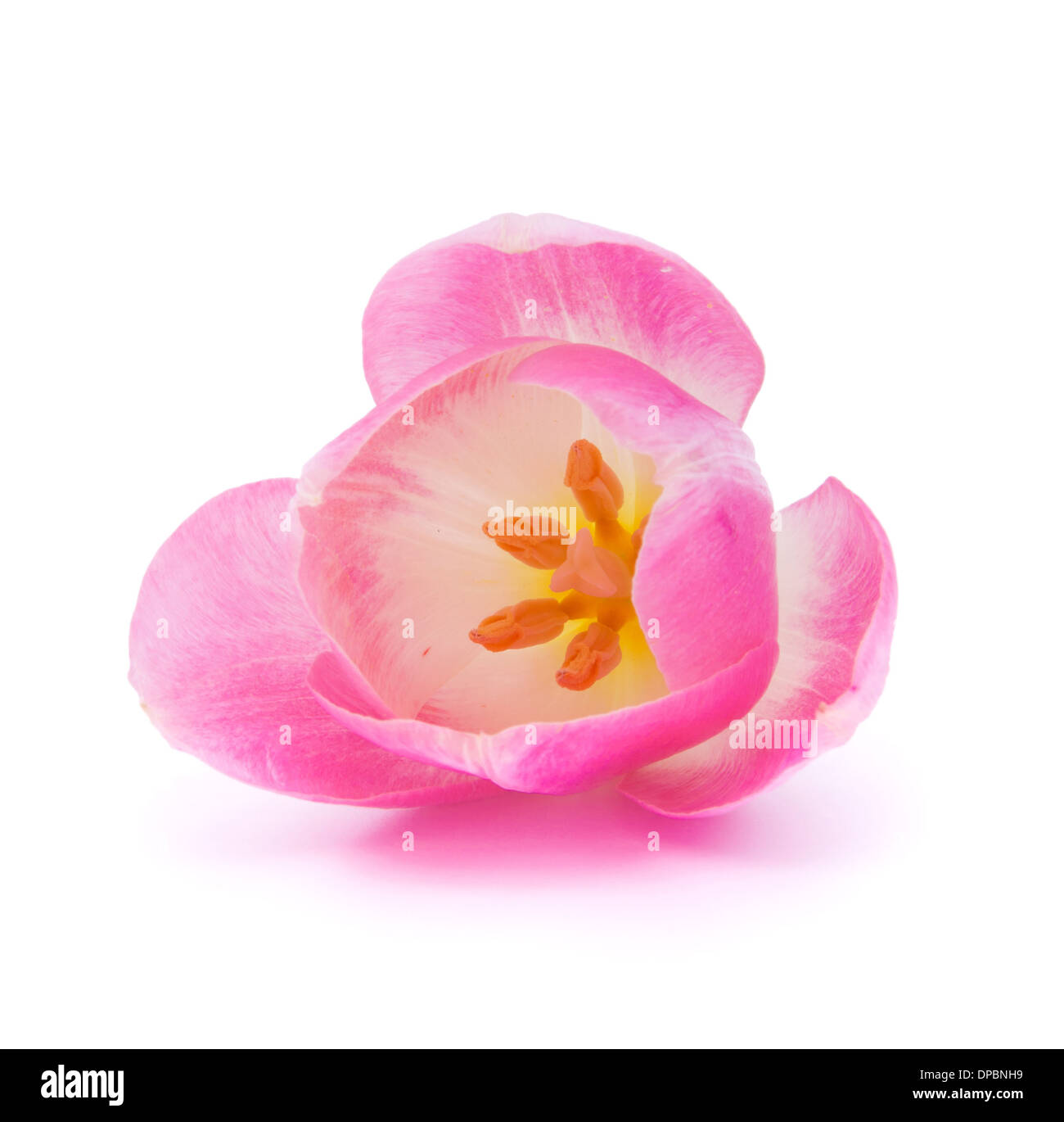 Pink tulip isolated on white background Stock Photo - Alamy