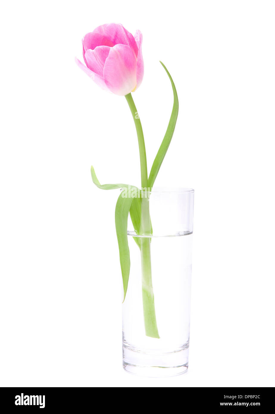 Pink tulip in vase isolated on white background Stock Photo - Alamy