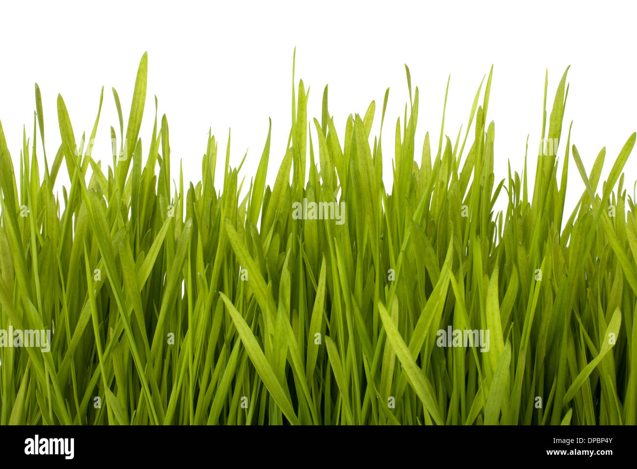 Grass silhouette isolated on white background Stock Photo - Alamy