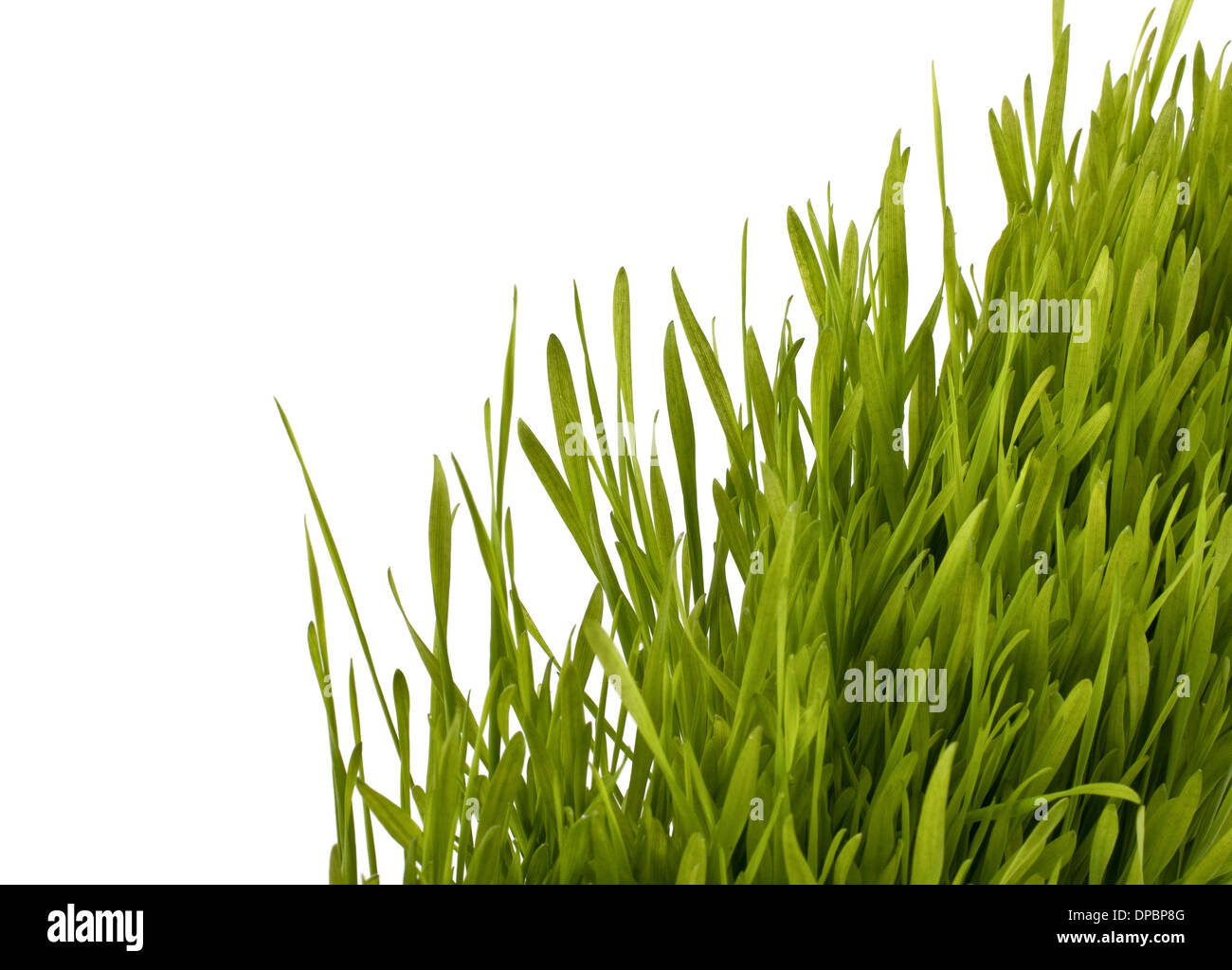 Grass silhouette isolated on white background Stock Photo - Alamy