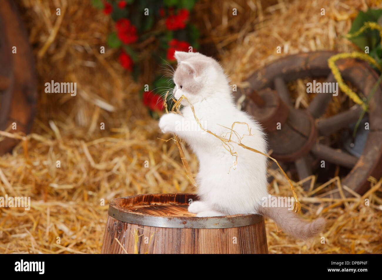 CAT. Kitten sitting in straw Stock Photo - Alamy