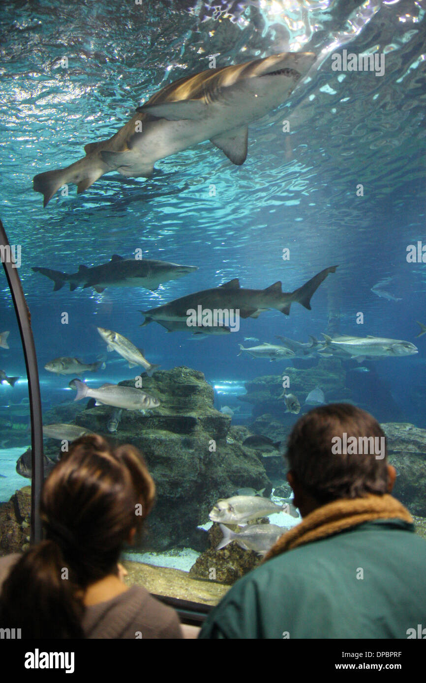 Barcelona Aquarium with sharks Stock Photo - Alamy