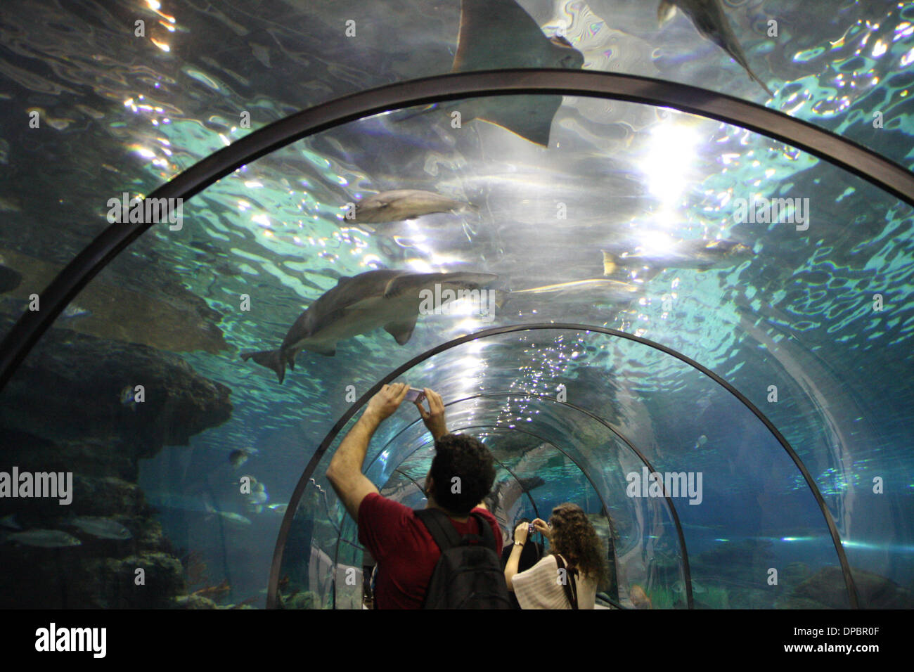 Barcelona Aquarium with sharks Stock Photo - Alamy