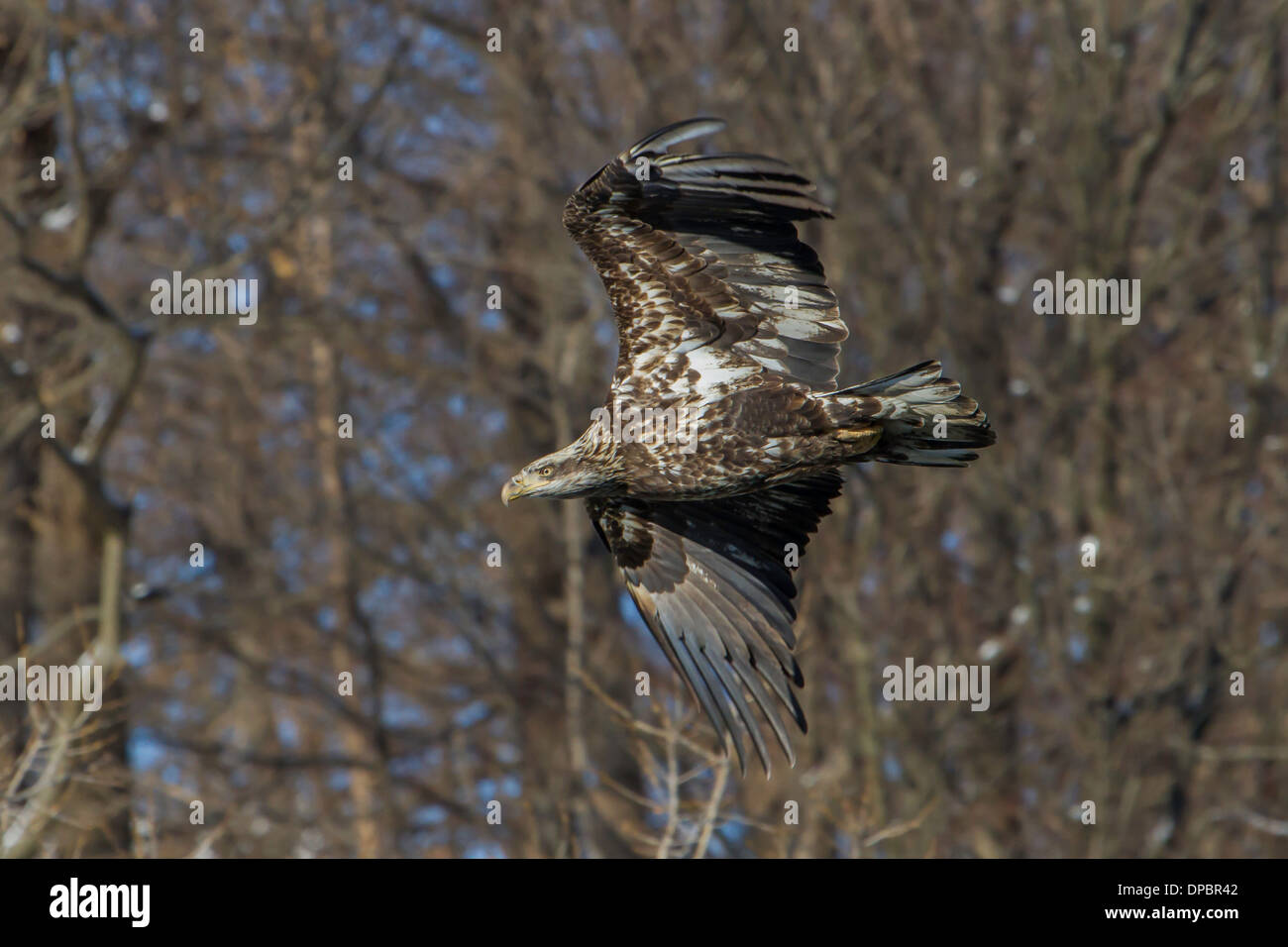 Juvenile Bald Eagle in flight Stock Photo - Alamy