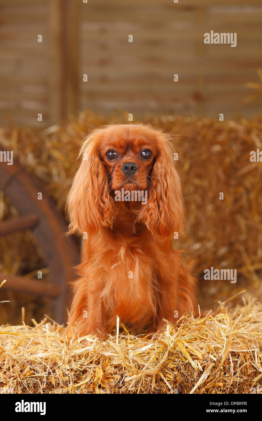 Cavalier King Charles Spaniel Sitting At Hay Stock Photo - Alamy