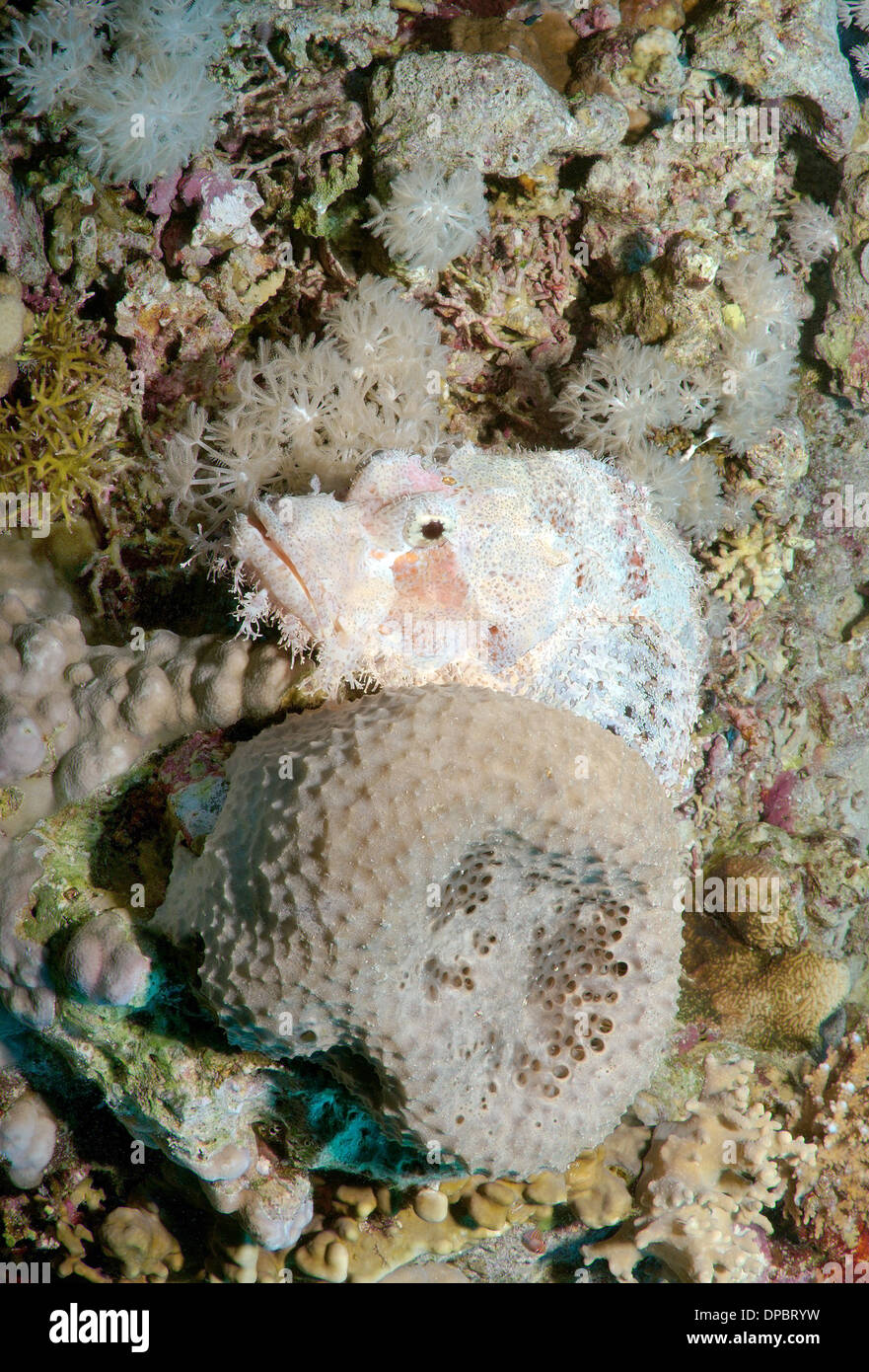 Tassled scorpionfish (Scorpaenopsis oxycephala), Red sea, Egypt, Africa Stock Photo