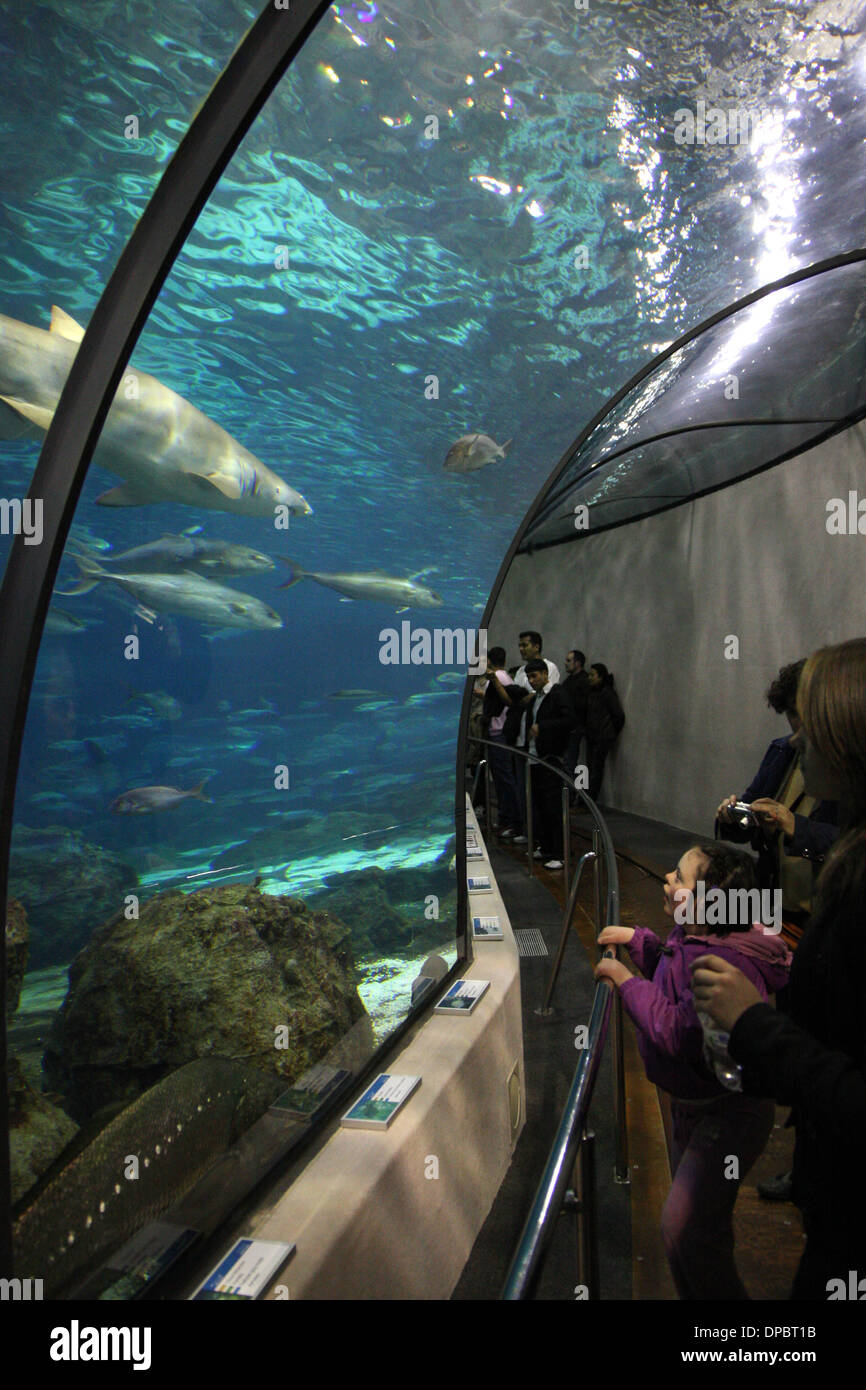 Barcelona Aquarium with sharks Stock Photo Alamy