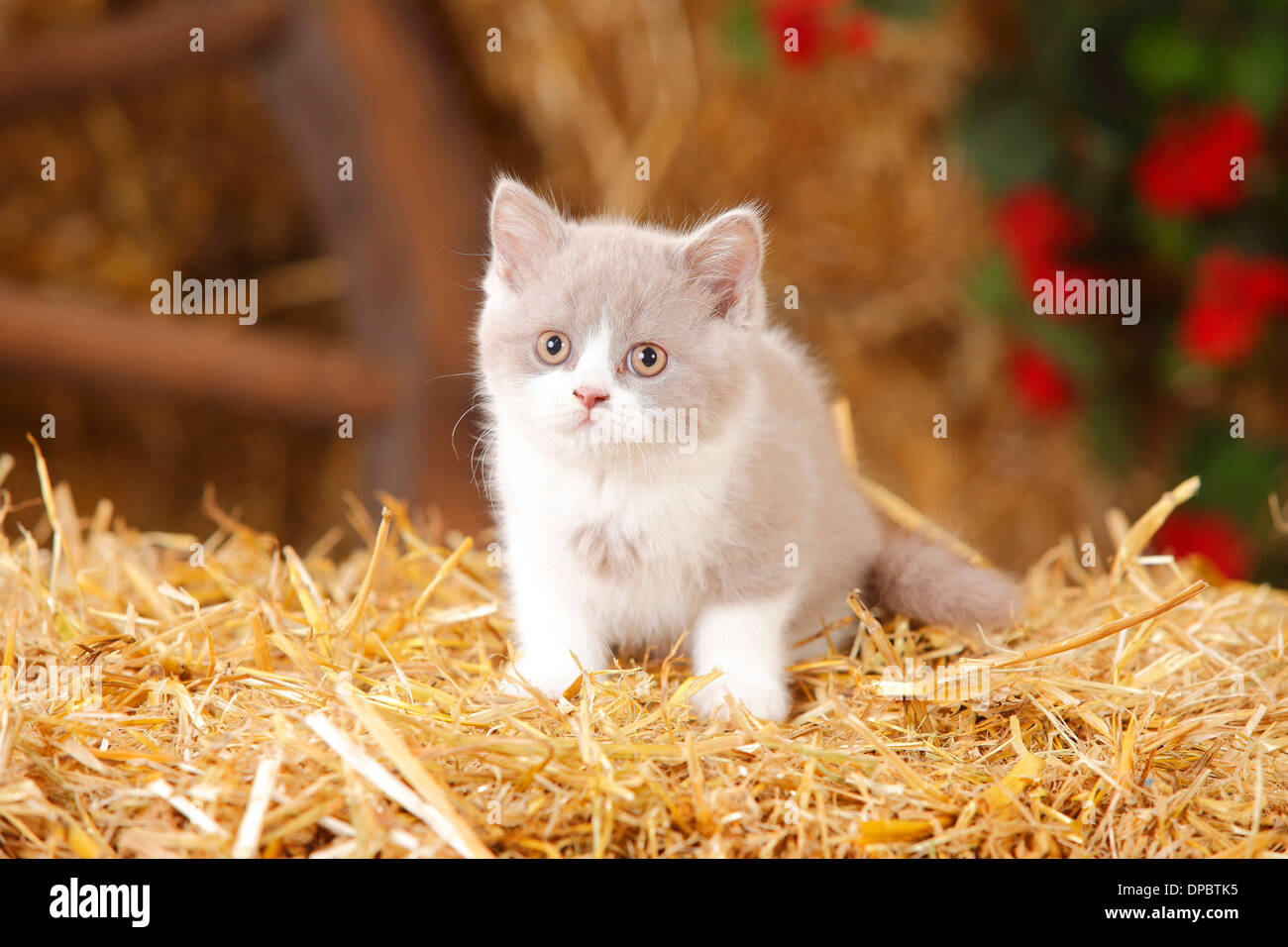 https://c8.alamy.com/comp/DPBTK5/british-shorthair-kitten-sitting-at-hay-DPBTK5.jpg