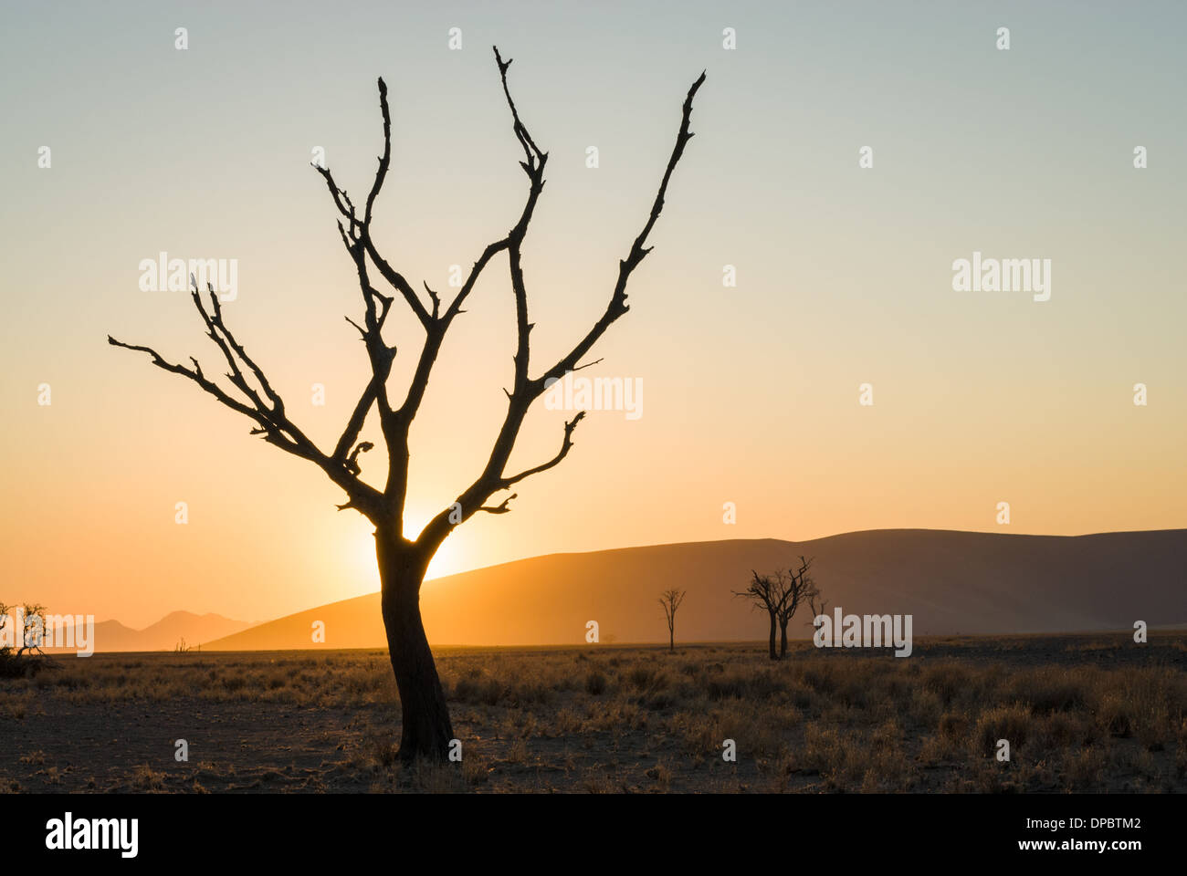 Dead tree near Dune 45 at sunrise, Namib Naukluft National Park ...