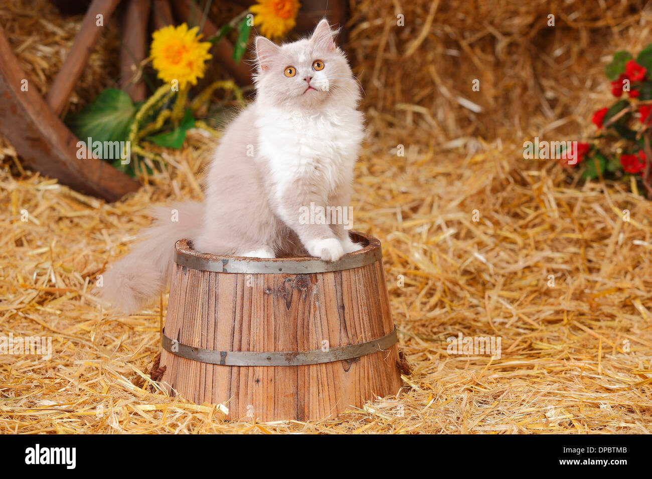 Snazaroo Tub Lilac