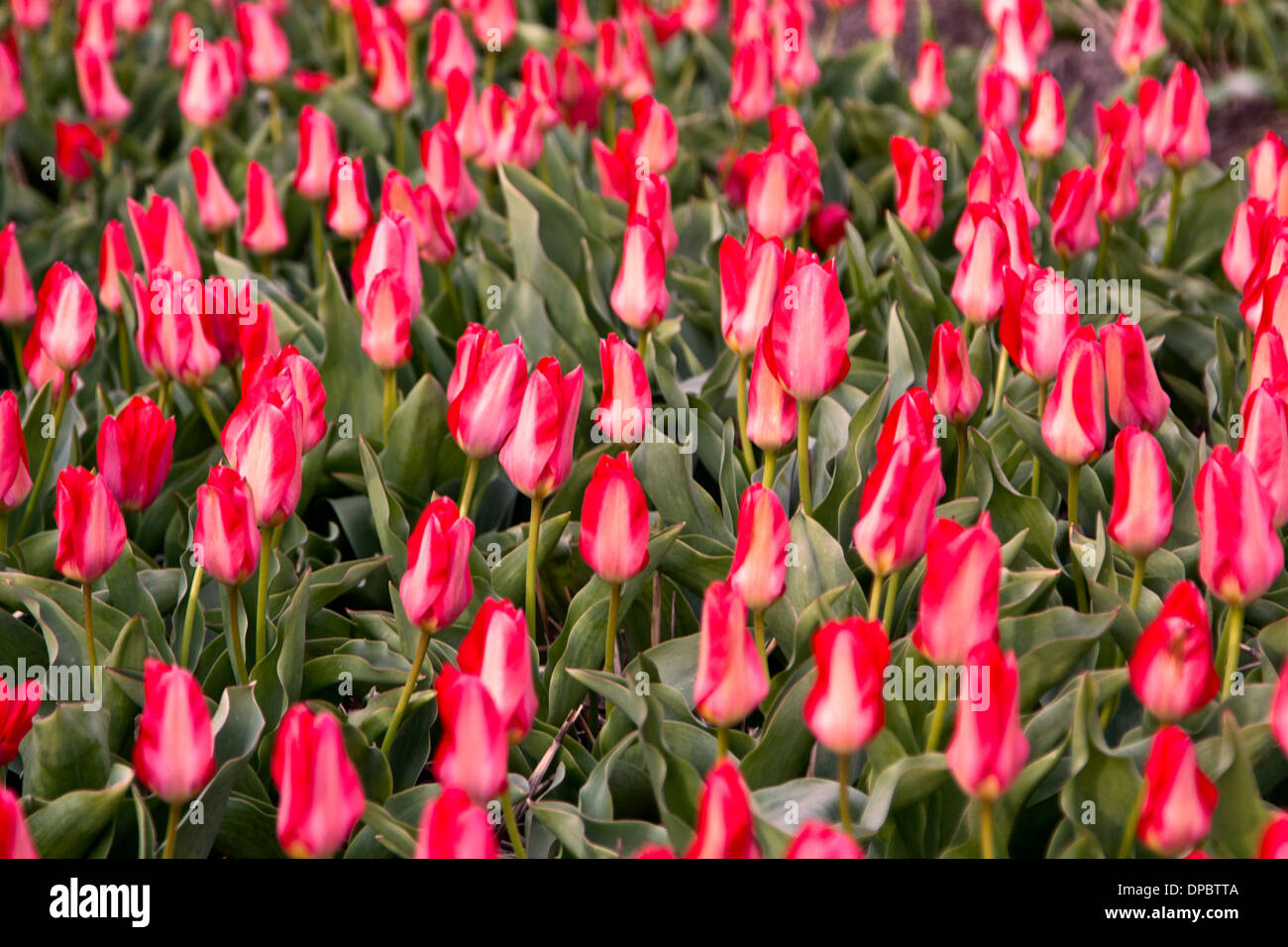 Dutch spring mood: flowering red tulips near Keukenhof, Lisse, South Holland, The Netherlands. Stock Photo