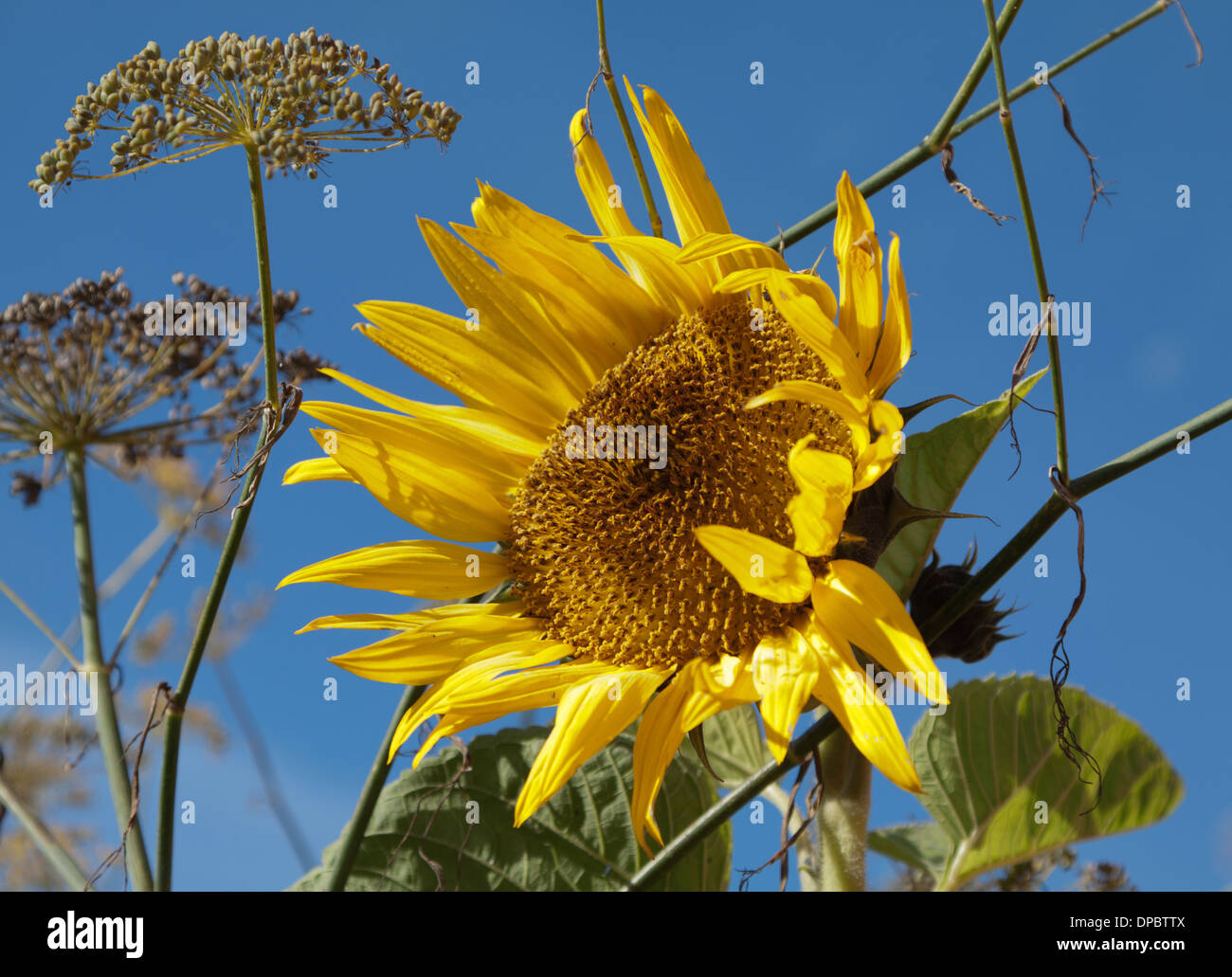 Sunflower catching the sun, Hampton Court Van Kampen Gardens, Herefordshire, UK. Stock Photo