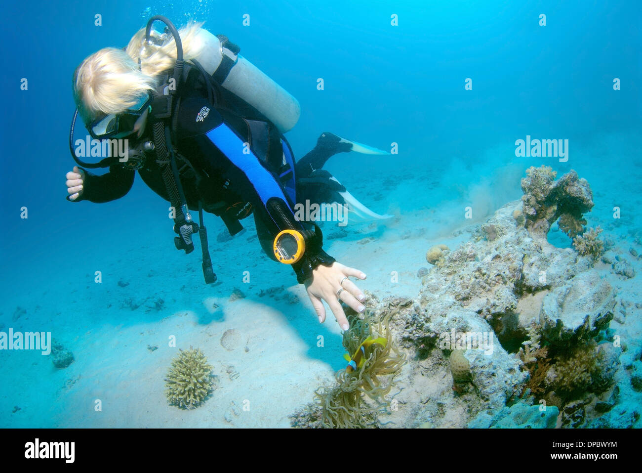 Diver looking at Two-banded clownfish, Anemonefish (Amphiprion bicinctus), Red sea, Egypt, Africa  Stock Photo