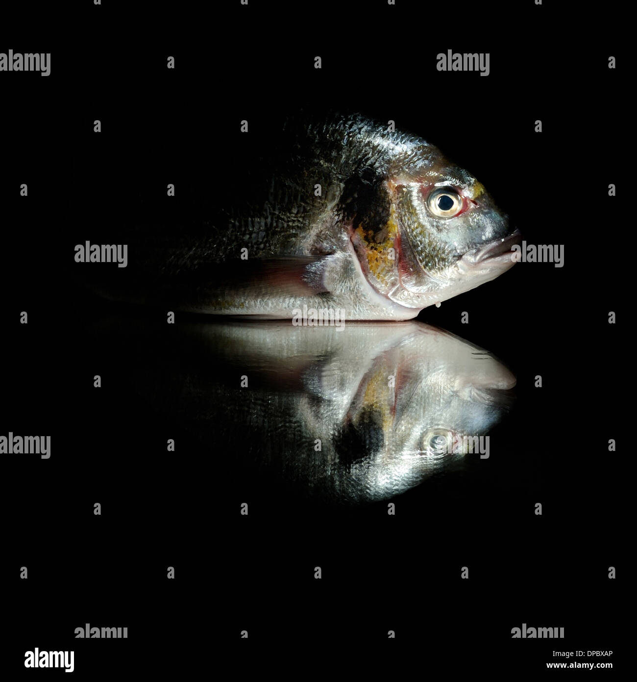 Gilt-head bream (Orata), close up, on mirror with black background. Fresh Sea Fish head. Stock Photo