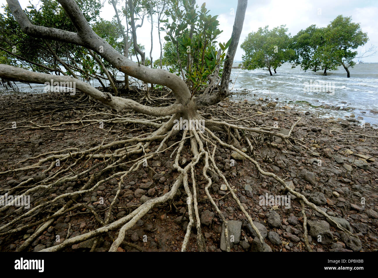 Mangrove roots are seen clearly above a rising tide in this image shot in Morton Bay Brisbane Australia Stock Photo