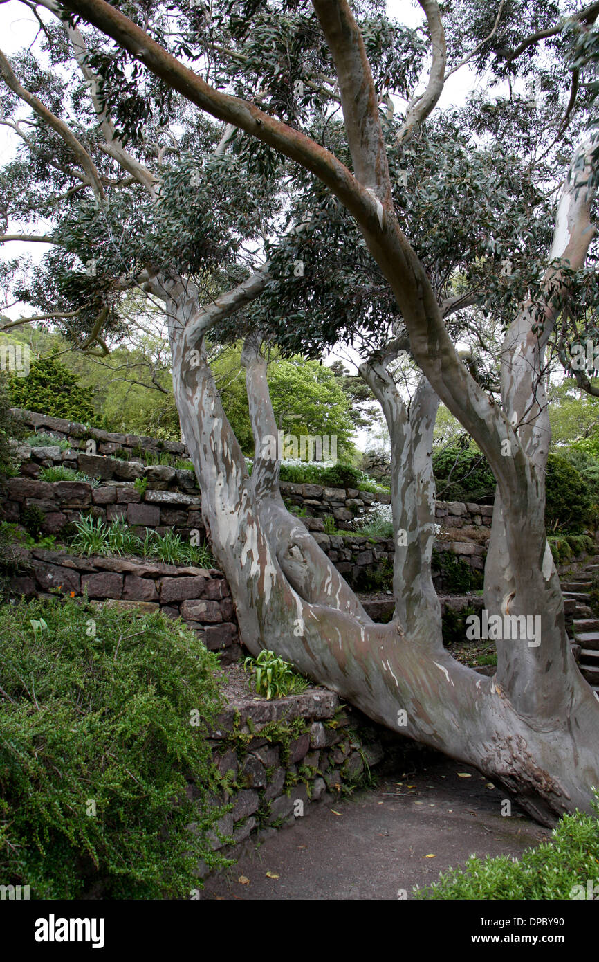 This gnarled, twisted tree blocks the path at Inverewe Botanical Gardens in Scotland. Stock Photo