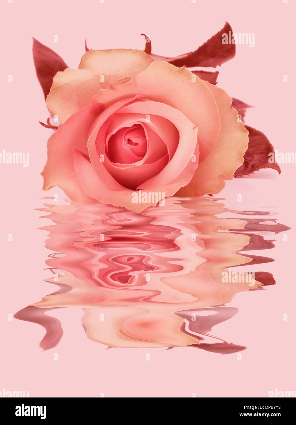 Beautiful rose isolated on white background Stock Photo - Alamy