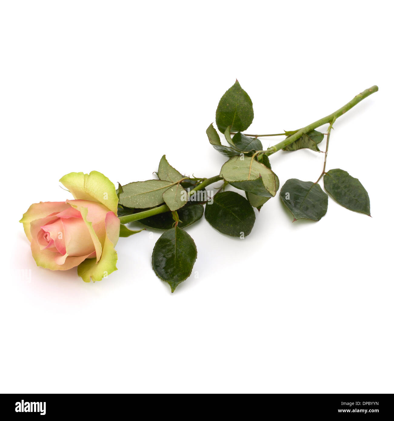 Beautiful rose isolated on white background Stock Photo - Alamy