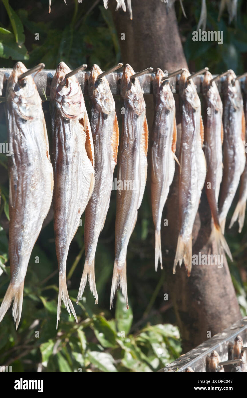 Alosa agone fish being dried, lake Como, Italy Stock Photo