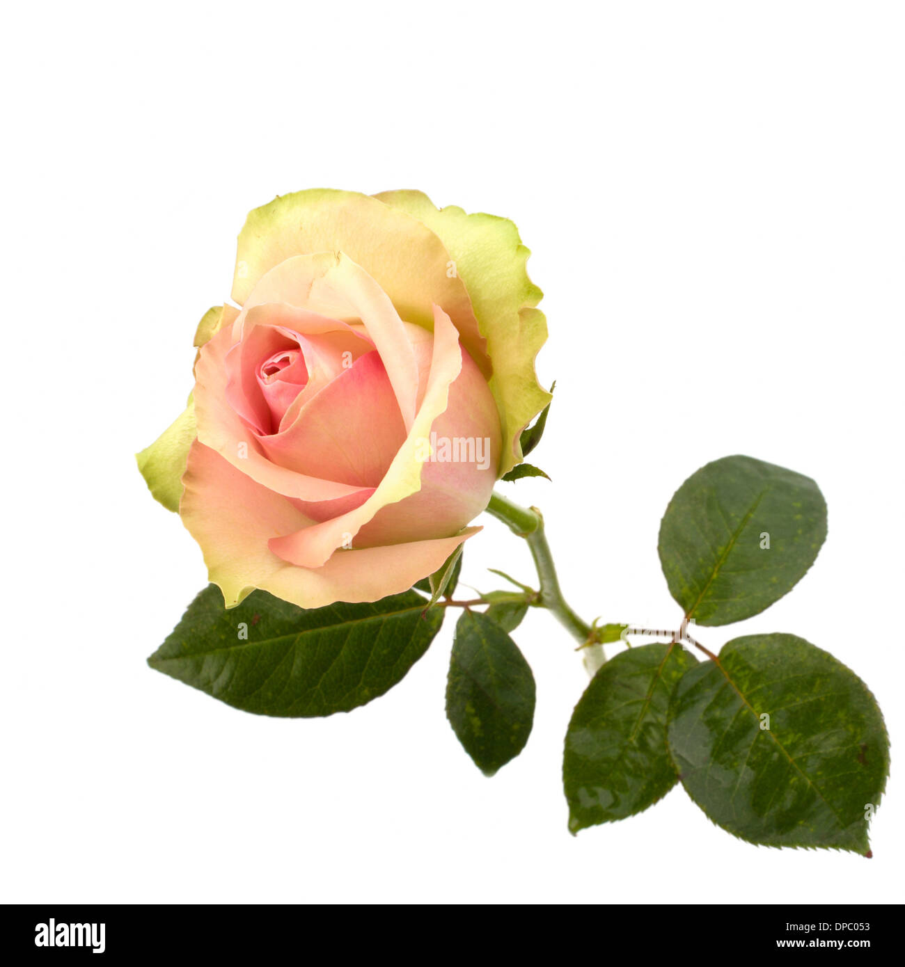 Beautiful rose isolated on white background Stock Photo - Alamy
