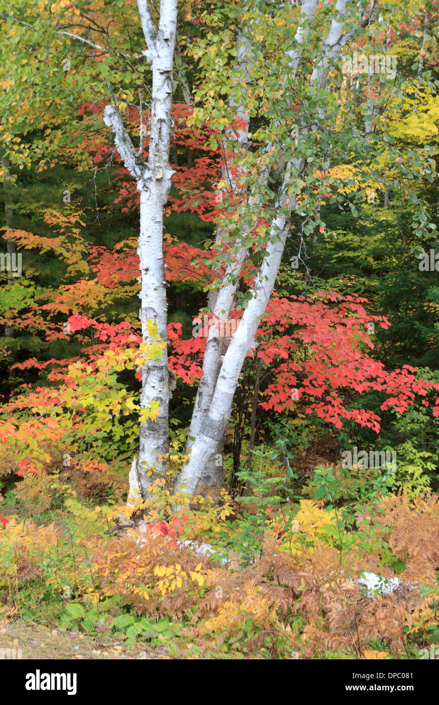 White Birch Tree and Red Maple Fall foliage in Algonquin Provincial Park Ontario Canada Stock Photo