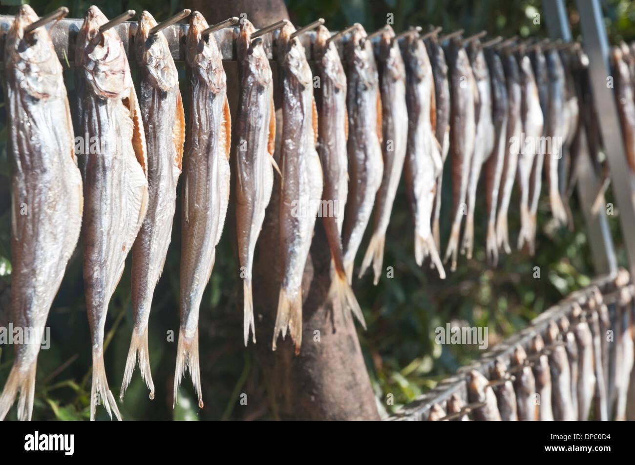 Alosa agone fish being dried, lake Como, Italy Stock Photo