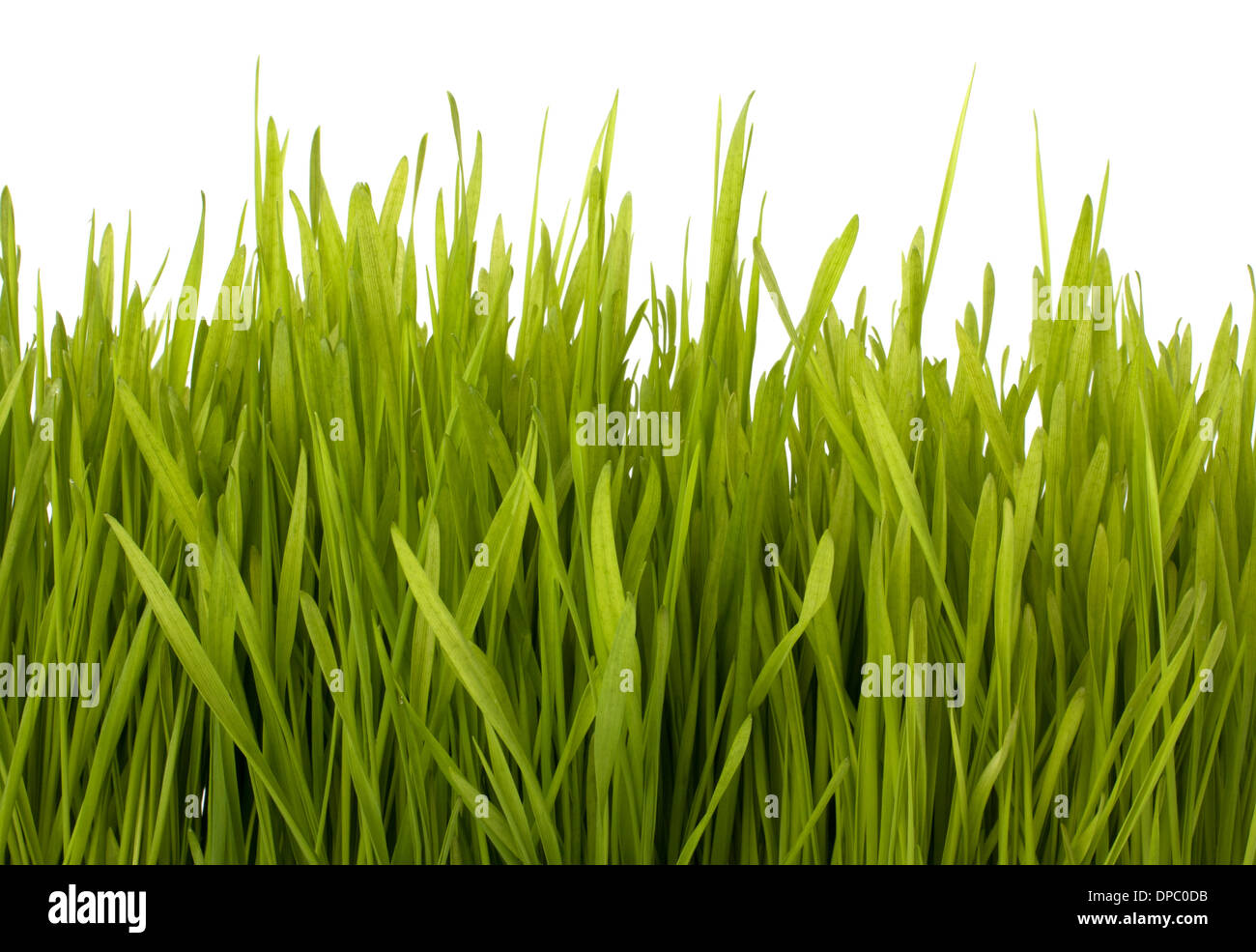 Grass silhouette isolated on white background Stock Photo - Alamy