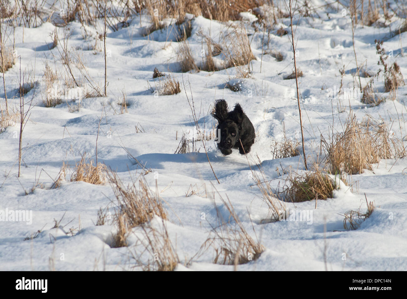 Black cocker spaniel running in snow Stock Photo